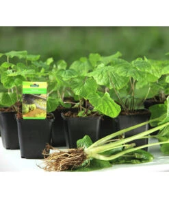 Wasabi -Elho Verkäufe 20120718 WE MO 001 Wasabi Gs kleine Planzen 03