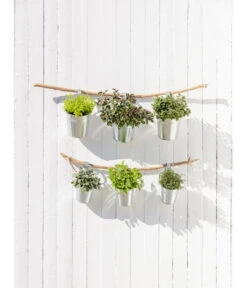 Dehner Gourmet Garten Strauchbasilikum 'Magic Blue' -Elho Verkäufe 20181011 PR MO 003 Kraeuter 04