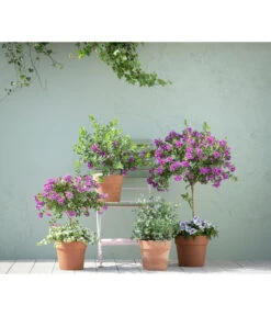 Kreuzblume, Stämmchen -Elho Verkäufe 20190418 PR MO 01 KuebelpflanzenPolygalaEucalyptus GC05 01