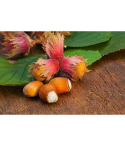 Dehner Haselnuss 'Rote Zellernuss' -Elho Verkäufe 20200701 PR MO RoteZellernuss 32927418 123rf