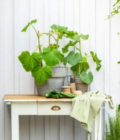 Mini Schlangengurke -Elho Verkäufe 20200717 8842643 WE MO 002 CucurbitaePepoZucchiniGruen 2021 GC13 01