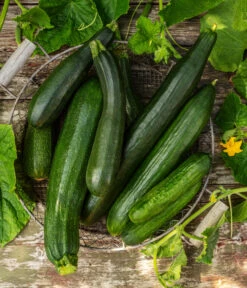 Mini Schlangengurke -Elho Verkäufe 20200722 8830747 8831000 WE MO 001 GurkeEtikett