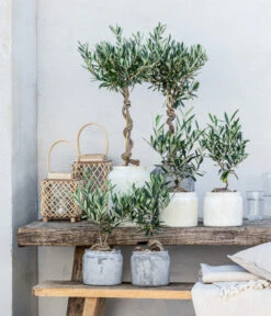 Olive, Busch, In Keramik, Ca. Ø16/H40 Cm -Elho Verkäufe 20221005 WE MO 002 Olivenarrangement GC05 2023