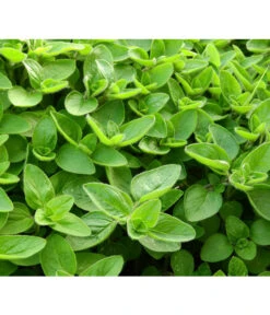 Dehner Gourmet Garten Majoran, Einjährig -Elho Verkäufe 2782134 WE DE 001 GourmetGartenMajoranEchterMiranT12Pixabay