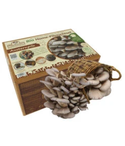 Ausgewählte Produkte 2 Pilzmännchen Bio Pilzzuchtset Austernpilz