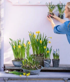 Narzissen 'Tête à Tête' In Birkentopf, Ca. Ø11 Cm 9 Narzissen 'Tête à Tête' In Birkentopf, Ca. Ø11 Cm -Elho Verkäufe 6019111 WE MO 001 ZinkschaleNarzissen