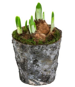 Narzissen 'Tête à Tête' In Birkentopf, Ca. Ø11 Cm