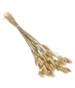 Trockenblumenbund Hasenschwanzgras, Natur