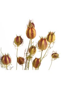Trockenblumenbund Nigella Mit Fruchtstand -Elho Verkäufe 6284236 PR DE 001 NigellaFruchtstandBundDehnerExpressHerzig