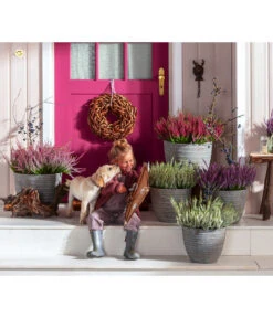 Knospenheide, Verschiedene Sorten -Elho Verkäufe 6347207 7084932 WE MO 001 Cococut Knospenheide Prunus