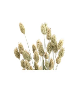 Trockenblumenbund Glanzgras, Natur -Elho Verkäufe 6491690 PR DE 001 GlanzgrasnaturBund DehnerExpressHerzig