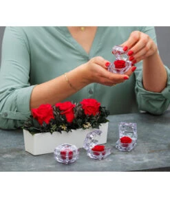 Dehner Keramik-Jardiniere Mit Longlife-Rose Elen, Rot, Ca. B23/H11/T7 Cm 7 Dehner Keramik-Jardiniere Mit Longlife-Rose Elen, Rot, Ca. B23/H11/T7 Cm -Elho Verkäufe 6537724 WE MO 001 LonglifeArrangementElenRot ImageBild Content