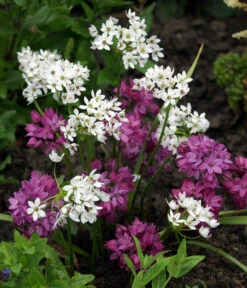 Dehner Blumenzwiebel 5 Monate Blütenpracht, 200 Stk. 16 Dehner Blumenzwiebel 5 Monate Blütenpracht, 200 Stk. -Elho Verkäufe 6617286 WE MO 002 DehnerBlumenzwiebel5MonateBlumenpaket