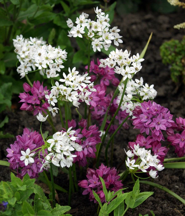 Dehner Blumenzwiebel 5 Monate Blütenpracht, 200 Stk. 5 Dehner Blumenzwiebel 5 Monate Blütenpracht, 200 Stk. – Bild 3