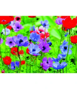 Dehner Blumenzwiebel 5 Monate Blütenpracht, 200 Stk. 17 Dehner Blumenzwiebel 5 Monate Blütenpracht, 200 Stk. -Elho Verkäufe 6617286 WE MO 003 DehnerBlumenzwiebel5MonateBlumenpaket