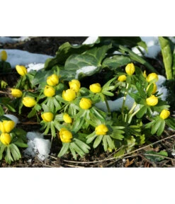 Dehner Blumenzwiebel 5 Monate Blütenpracht, 200 Stk. 18 Dehner Blumenzwiebel 5 Monate Blütenpracht, 200 Stk. -Elho Verkäufe 6617286 WE MO 004 DehnerBlumenzwiebel5MonateBlumenpaket