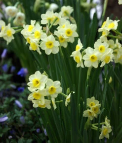 Dehner Blumenzwiebel 5 Monate Blütenpracht, 200 Stk. 19 Dehner Blumenzwiebel 5 Monate Blütenpracht, 200 Stk. -Elho Verkäufe 6617286 WE MO 005 DehnerBlumenzwiebel5MonateBlumenpaket