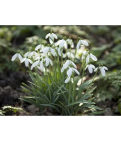 Dehner Blumenzwiebel 5 Monate Blütenpracht, 200 Stk. 20 Dehner Blumenzwiebel 5 Monate Blütenpracht, 200 Stk. -Elho Verkäufe 6617286 WE MO 006 DehnerBlumenzwiebel5MonateBlumenpaket