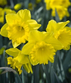 Dehner Blumenzwiebel 5 Monate Blütenpracht, 200 Stk. 21 Dehner Blumenzwiebel 5 Monate Blütenpracht, 200 Stk. -Elho Verkäufe 6617286 WE MO 007 DehnerBlumenzwiebel5MonateBlumenpaket