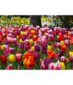 Dehner Blumenzwiebel 5 Monate Blütenpracht, 200 Stk. 24 Dehner Blumenzwiebel 5 Monate Blütenpracht, 200 Stk. -Elho Verkäufe 6617286 WE MO 010 DehnerBlumenzwiebel5MonateBlumenpaket