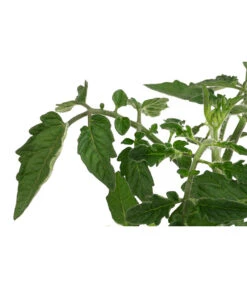 Sonnenparadeiser, Gelb -Elho Verkäufe 6766794 WE DE 001 SonnentomateGelb