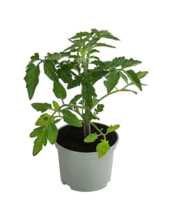 Elho Verkäufe -Elho Verkäufe 6766794 WE FS 003 SonnentomateGelb