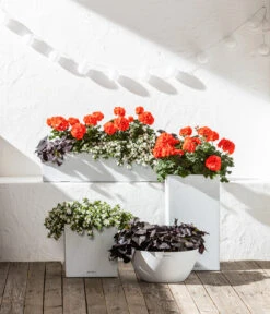 Stehende Geranie, Orange -Elho Verkäufe 6770721 8813206 8809592 8824500 WE MO 001 LechuzaSchaleCubetoStone