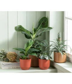 Japanische Faserbanane - Musa Basjoo -Elho Verkäufe 6895635 WE MO 001 Freshandfruity Musa