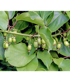 Kiwi 'Weiki®'