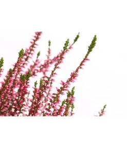 Knospenheide, Verschiedene Sorten -Elho Verkäufe 7084932 WE DE 001 CallunaRenaKnospenheide
