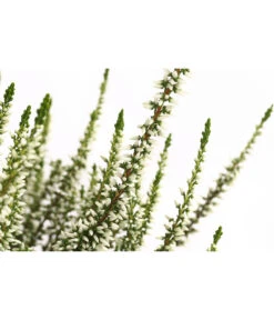 Knospenheide, Verschiedene Sorten -Elho Verkäufe 7084932 WE DE 002 CallunaHelenaKnospenheide