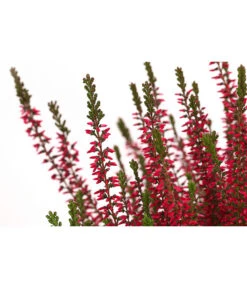 Knospenheide, Verschiedene Sorten -Elho Verkäufe 7084932 WE DE 003 CallunaAngiKnospenheide