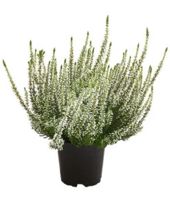 Knospenheide, Verschiedene Sorten -Elho Verkäufe 7084932 WE FS 003 CallunaHelenaKnospenheide