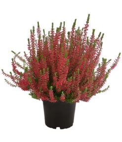 Knospenheide, Verschiedene Sorten -Elho Verkäufe 7084932 WE FS 004 CallunaAngiKnospenheide