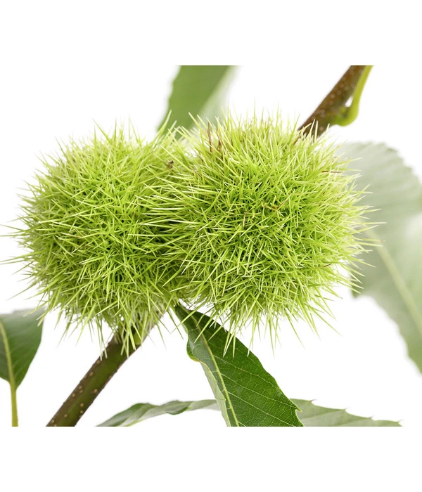 Esskastanie 5 Esskastanie – Bild 3