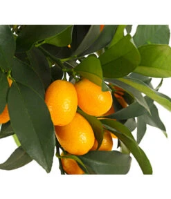 Kumquat -Elho Verkäufe 7118797 WE DE 001 CitrusKumquatT18DehnerExpressHerzig