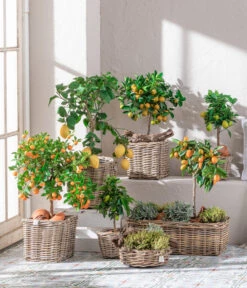 Dehner Gourmet Garten Goldsalbei -Elho Verkäufe 7119696 WE MO 001 CitrusGoldsalbei