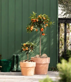 Elho Verkäufe -Elho Verkäufe 7119696 WE MO 001 CitrusKumquatObstkonzept2022