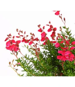 Irische Glockenheide -Elho Verkäufe 7163009 WER DE 002 DaboeciaDehnerExpressHerzig