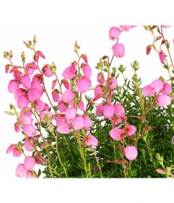 Irische Glockenheide -Elho Verkäufe 7163009 WE DE 001 DaboeciaDehnerExpressHerzig