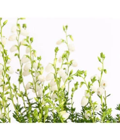 Irische Glockenheide -Elho Verkäufe 7163009 WE DE 003 DaboeciaDehnerExpressHerzig