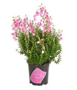 Irische Glockenheide