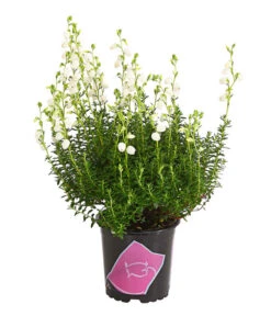 Irische Glockenheide -Elho Verkäufe 7163009 WE FS 003 DaboeciaDehnerExpressHerzig