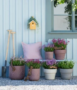 Irische Glockenheide -Elho Verkäufe 7163009 WE MO 001 DaboeciaMixGlockenheide 2021 GC11