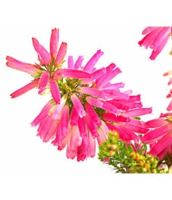 Beet- & Balkonset Heidenzauber, 6-teilig -Elho Verkäufe 7172026 WE DE 004 EricaVerticitataT11