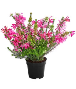 Beet- & Balkonset Heidenzauber, 6-teilig -Elho Verkäufe 7172026 WE FS 001 EricaVerticitataT11Dehner