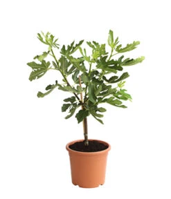 Ausgewählte Produkte -Elho Verkäufe 7186448 PR FS 001 FicusCaricaFeigePfaelzerStamm7LDehnerExpressHerzig