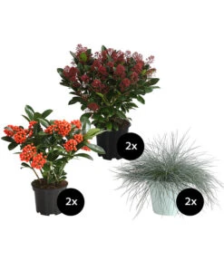 Grabpflanzen-Set In Gedenken, 6-teilig