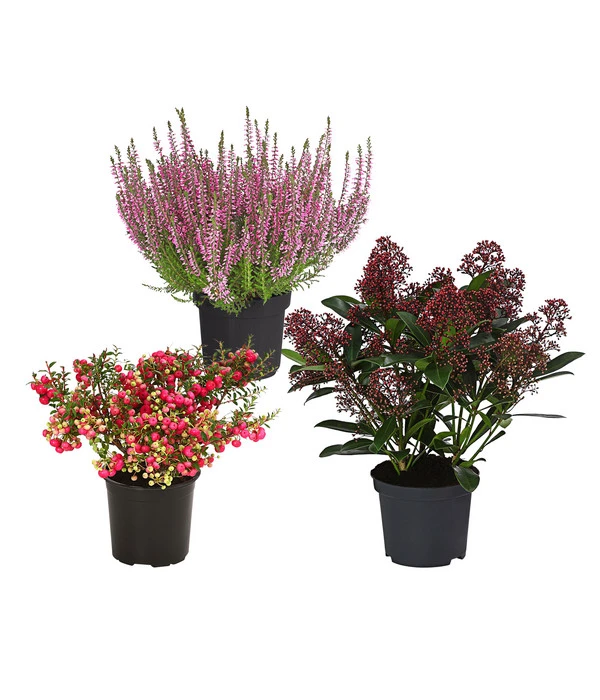 Grabpflanzen-Set Im Herzen, 3-teilig 3 Grabpflanzen-Set Im Herzen, 3-teilig