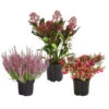 Grabpflanzen-Set Achtungsvoll, 3-teilig -Elho Verkäufe 7199037 WE FS 001 GrabpflanzensetAchtungsvoll
